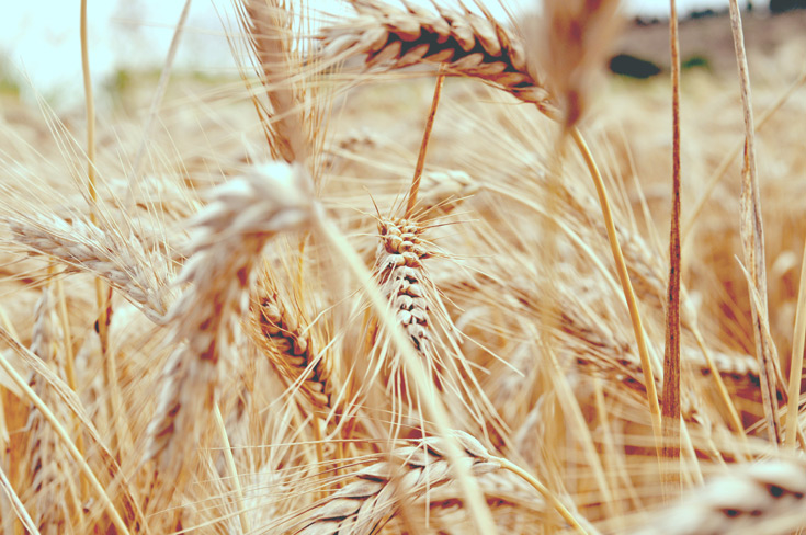 Tritordeum: el cereal sostenible  que arrasa en Holanda y España