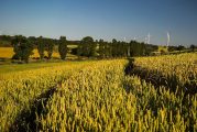 Éxito de convocatoria en la segunda jornada online de Innovatrigo sobre trigo bajo en emisiones en Navarra