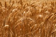 La Comisión Europea sitúa la producción de cereales en 2021 en los 288,7 millones de toneladas, un 3% más que la previa