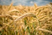 Cooperativas Agro-alimentarias de España estima una cosecha de cereales de 9 millones de toneladas