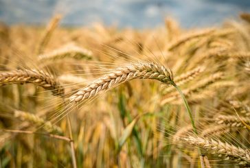 Cooperativas Agro-alimentarias de España estima una cosecha de cereales de 9 millones de toneladas