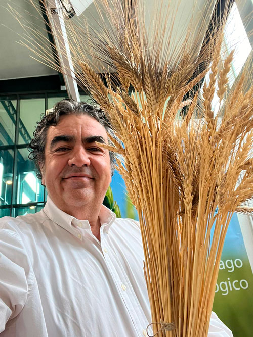 Trigos antiguos en panadería